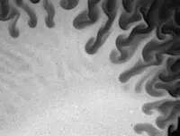 stroemung_PIV_Micro1 Bild_stroemung_PIV_Micro1